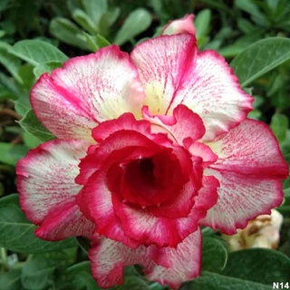 12 เมล็ด เมล็ดพันธุ์ ชวนชม สายพันธุ์ไต้หวัน ดอกซ้อน Adenium Seeds