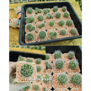 แมมขนแมว (Mammillaria Bocasana) แคคตัสขนฟู ดอกน่ารัก