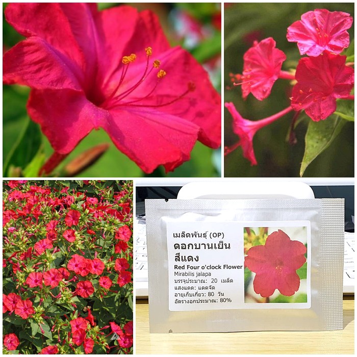 เมล็ดพันธุ์ ดอกบานเย็น สีแดง (Red Four o'clock Flower Seed) บรรจุ 20 เมล็ด คุณภาพดี ของแท้ 100%