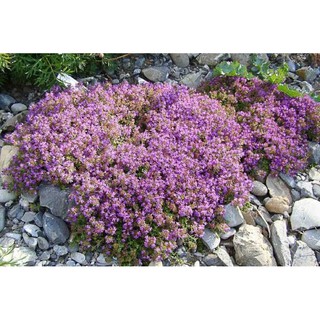 เมล็ดพันธุ์ ไทม์เลื้อย สีม่วง (Creeping Thyme) บรรจุ 20 เมล็ด