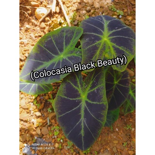 Colocasia Black Beauty  บอนแบล็คบิวตี้