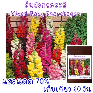 100เมล็ด ลิ้นมังกรคละสี (Snapdragon, Bunny rabbits)