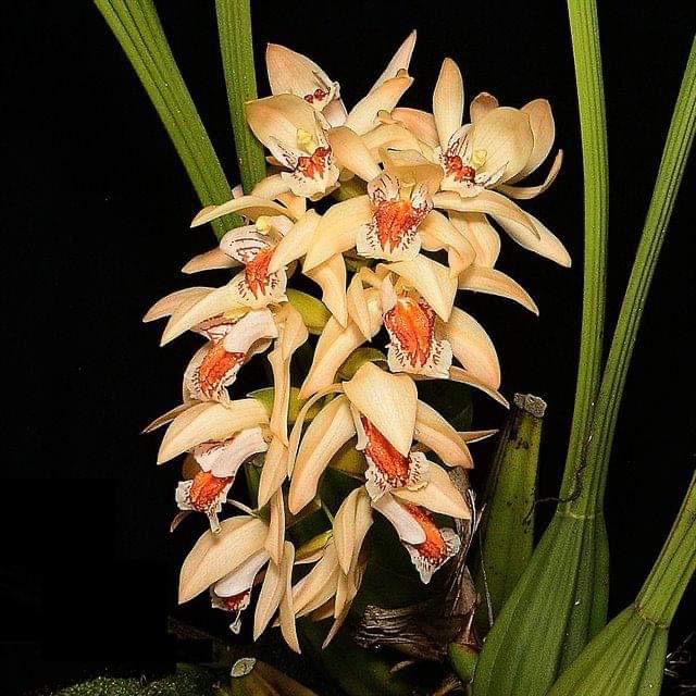 กล้วยไม้เอื้องเทียนส้มมาเลย์  Coelogyne asperata  ดอกใหญ่ ต้นใหญ่ สมบูรณ์มาก