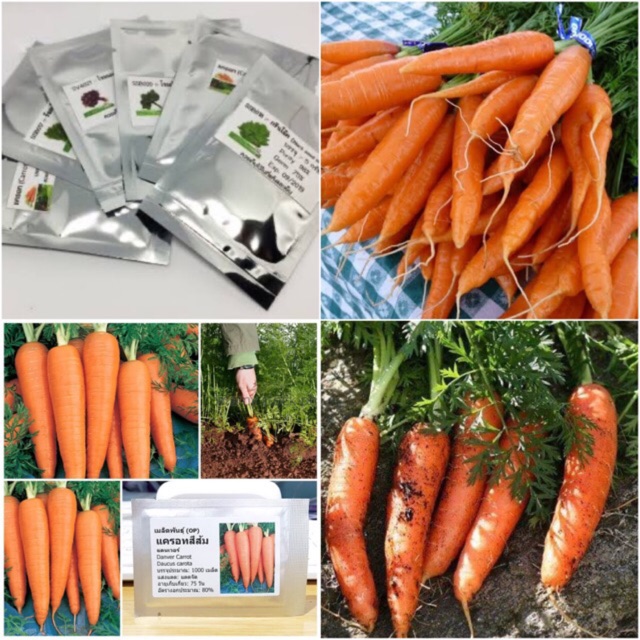 เมล็ดแครอทหวาน - Tendersweet Carrot ชุดละ 50,100,200 เมล็ด