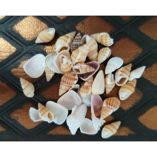 หิน อัญมณี พลอย Gem Jewel Stone - เปลือกหอย Shells