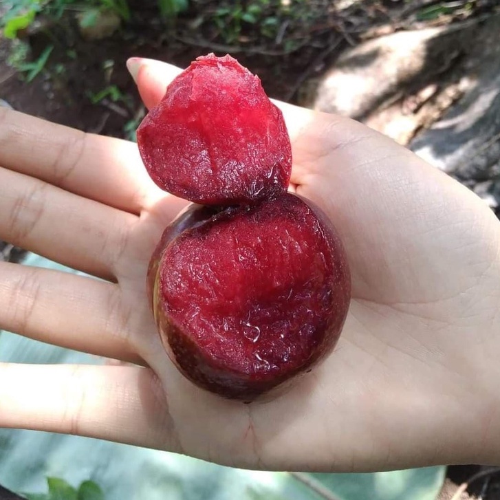 🍒 ลูก​พลัม​ ลูกไหนเนื้อแดง ปลอดสาร คละไซส์ 1 กก.ผลไม้สด จากดอยอ่างขาง เชียงใหม่