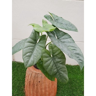 Alocasia corazon ม้าสีหมอก ไม้หายาก ใบมีสีเทา