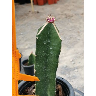 PDM Cactus แคคตัส กระบองเพชร ไม้อวบน้ำ ไม้กราฟ​