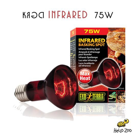 Exo Terra Infrared 100W หลอดไฟอินฟราเรด สำหรับกกไฟกลางคืน (กล่องแดง)