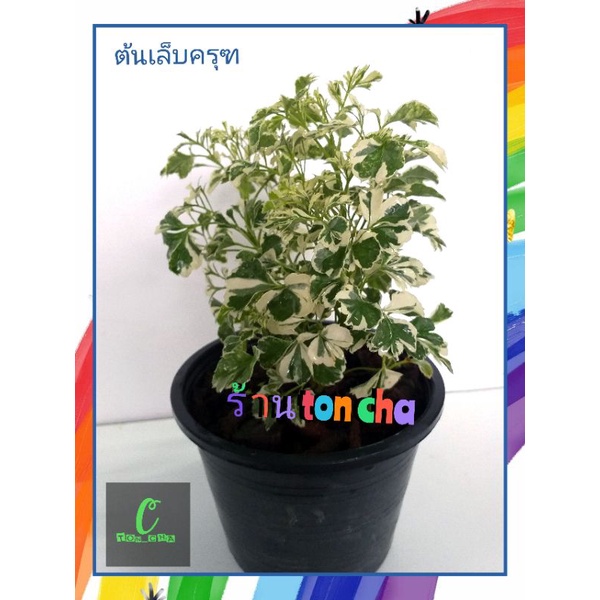 เล็บครุฑด่าง ไม้มงคล  สามารถนำมารับประทานได้  กระถาง 6 นิ้ว