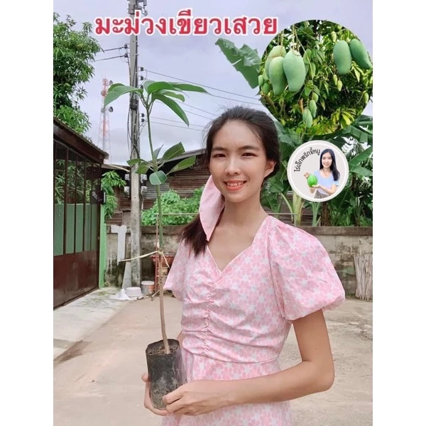 #ต้นมะม่วงเขียวเสวย(เสียบยอดต้นเตี้ย)สูง50-60เซน 1 ปีติดผล