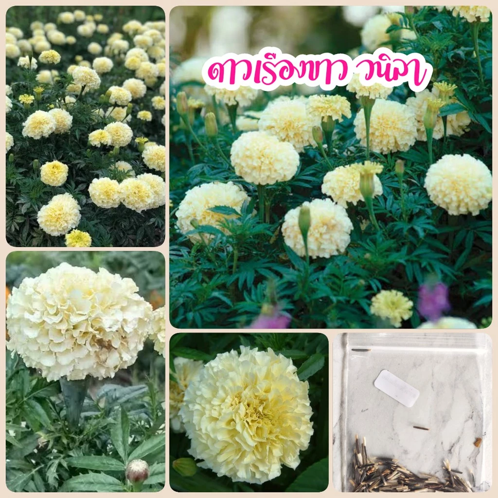 เมล็ดดอกดาวเรืองขาววนิลา 60เมล็ด