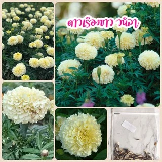 เมล็ดดอกดาวเรืองขาววนิลา​ 60เมล็ด