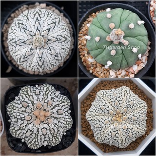 เมล็ดกระบองเพชร แอสโตร มิกซ์(Astrophytum asterias nudum Super kabuto mix)