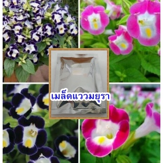 เมล็ดแววมยุรา คละสี 200 เมล็ด 60 บาท