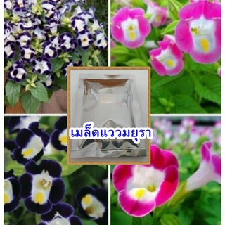 เมล็ดแววมยุรา คละสี 200 เมล็ด 60 บาท