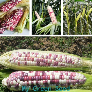 ถูก ใหม่ สายพันธุ์ข้าวโพดสีม่วงและสีขาว（Rainbow Corn Seeds） เมล็ดสำหรับปลูกเมล็ดพันธุ์เมล็ดพันธุ์ผักสำหรับเมล็ดพันธุ์ D8