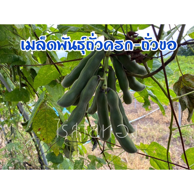 ถั่วครก ครัวขอ เมล็ดพันธุ์สำหรับปลูกชยายพันธุ์ 15 เมล็ด)