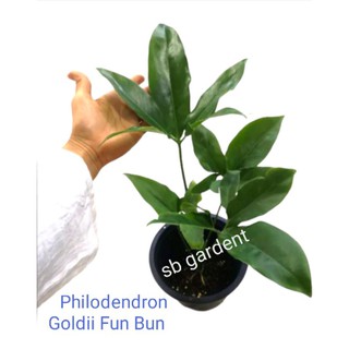 ฟิโลเดนดรอน โกลดิอี้ ไม้สะสมหายาก Philodendron Goldii Fun Bun