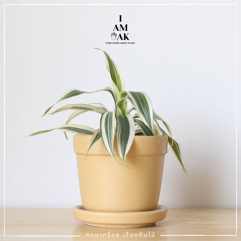 มุมมอง 4