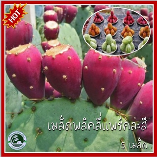 5 เมล็ด Mixed Prickly Pear พลิคลี่แพร์คละสี กระบองเพชร ทานผล พลิคลี่แพร์ เมล็ดพันธุ์พลิคลี่แพร์ เมล็ดพลิคลี่แพร์