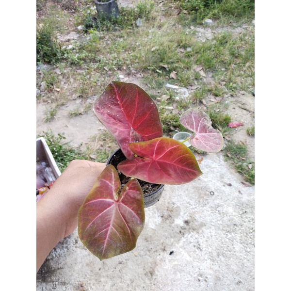 บอนสีลูกไม้สวยอาจารย์ปอแก้ว