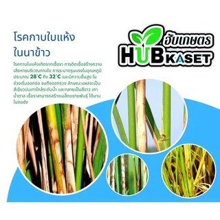 อามูเร่ 500ซีซี-1ลิตร (ไดฟีโนโคลนาโซล+โพรพิโคนาโซล) ป้องกันโรคเมล็ดด่างในนาข้าว