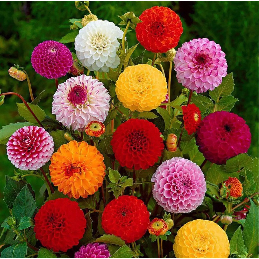 เมล็ดพันธุ์ ดอกบานชื่นคละสี 100 เมล็ด Mixed Zinnia Flower Seed เมล็ดพันธุ์แท้ ดอกบานชื่นซ้อน เมล็ดบานชื่น - รูปที่ 5