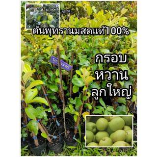 ต้นพุทรา พุทรานมสด (สูง40-50ซม.) กรอบ หวาน ลูกใหญ่ 100%