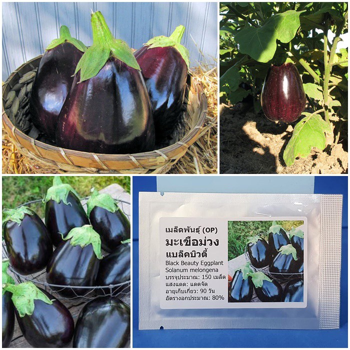 เมล็ดพันธุ์ มะเขือม่วงยักษ์ แบล็คบิวตี้ Black Beauty Eggplant Seed 150 เมล็ด คุณภาพดี ของแท้ 100%