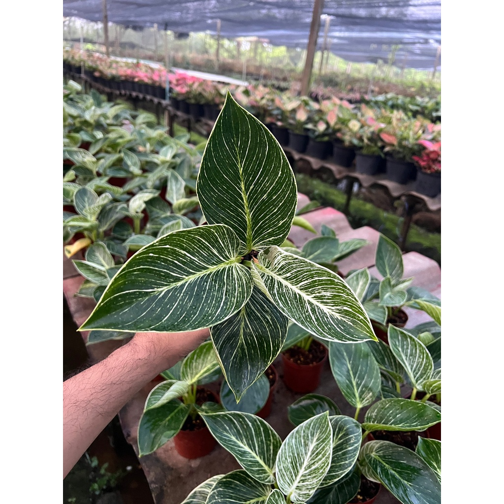 (ราคาส่ง) ต้นฟิโลเดนดรอน เบอร์กิ้น (Philodendron Birkin) 4 นิ้ว ต้นใหญ่ สวย