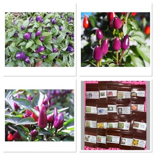 เมล็ดพันธุ์ พริกม่วง เผ็ดร้อน ( Purple Pepper Seed ) บรรจุ 10 เมล็ด