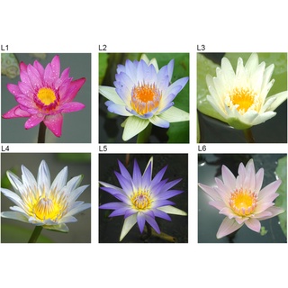 10 เมล็ด เมล็ดบัว คละสี นำเข้า บัวนอก สายพันธุ์เมล็ดบัว Waterlily Nymphaea Seeds