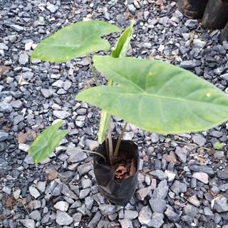 Alocasia longiloba ว่านพญาจงอาง