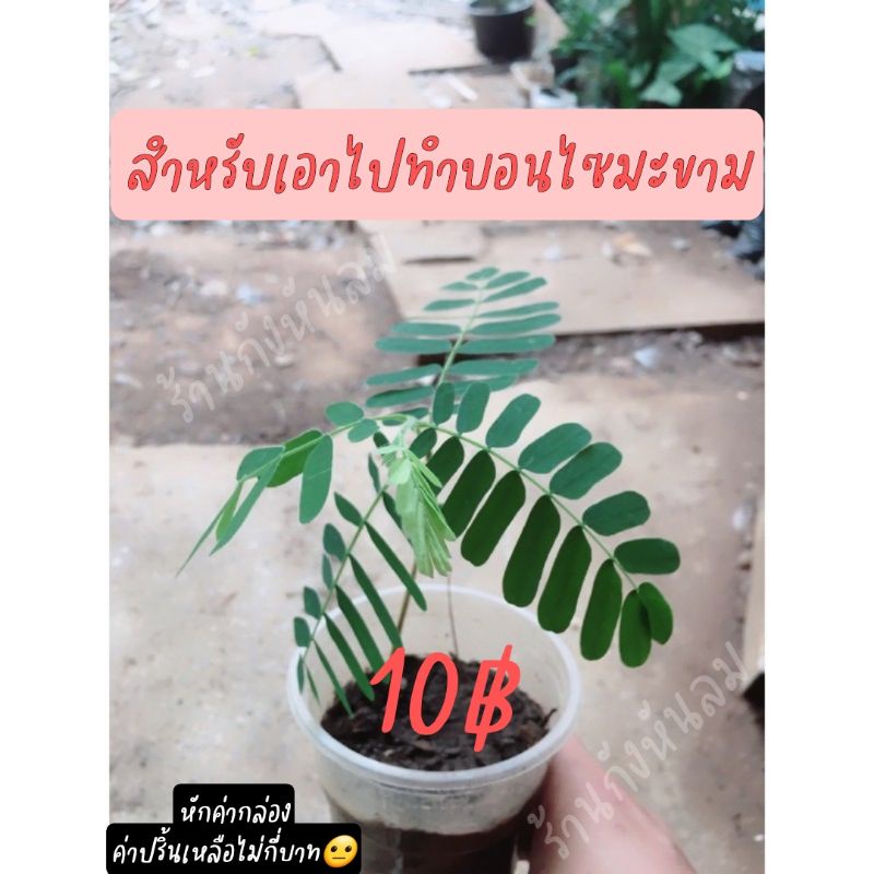มะขาม,ต้นกล้ามะขามเปรี้ยว สำหรับทำบอนไซ หรือปลูกทำรั้ว