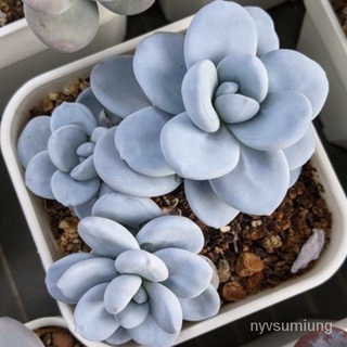 คละ สวนครัว ปลูก/Pachyphytum Cuicatecanum.50เมล็ด+ชุดเพาะ 169./อินทรีย์ คละ สวนครัว ดอก