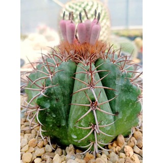 เมล็ด เมโลแคคตัส (เมโลแคระ) Melocactus Matazanus