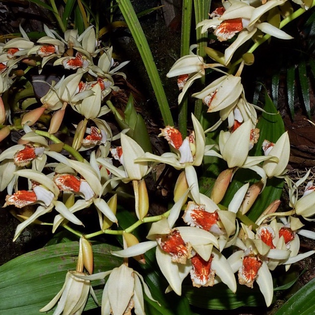 Coelogyne asperata กล้วยไม้ ซีโลจีเน่ แอสเพอราต้า 4 หัวต่อ 1 กระถาง