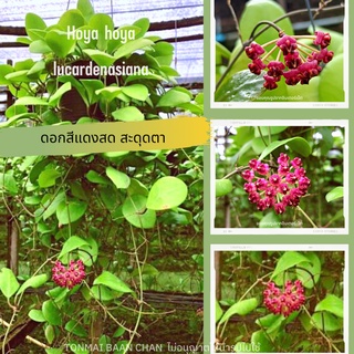 hoya lucardenasiana🌺 ดอกสีแดงสด เห็นเด่นสะดุดตา ไม้แขวนประดับ ไม้ดอก ออกดอกง่าย ส่งต้นติดดอก