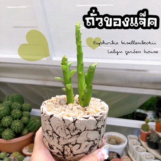 🥜🌵ถั่วของแจ๊ค  Euphorbia bisellenbeckii 🥜 ลำต้นสูงยาว มีใบตามข้อตา ปักชำรากงอกง่ายจ้า เลี้ยงในร่ม/แดดรำไร่ แนะนำเลยค่ะ