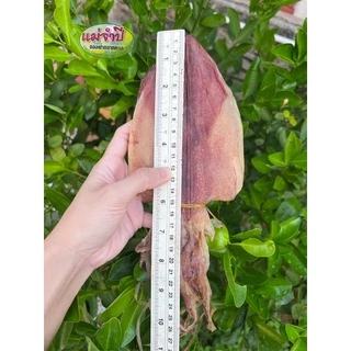 ปลาหมึกแห้งผ่า 6นิ้ว (เนื้อหนา)เนื้อจะหวานสด สะอาด #หมึกไหว้ #อาหารทะเล #อาหารแปรรูป #หมึกแห้ง #อาหารทะเลแห้ง #ปลาหมึกบด