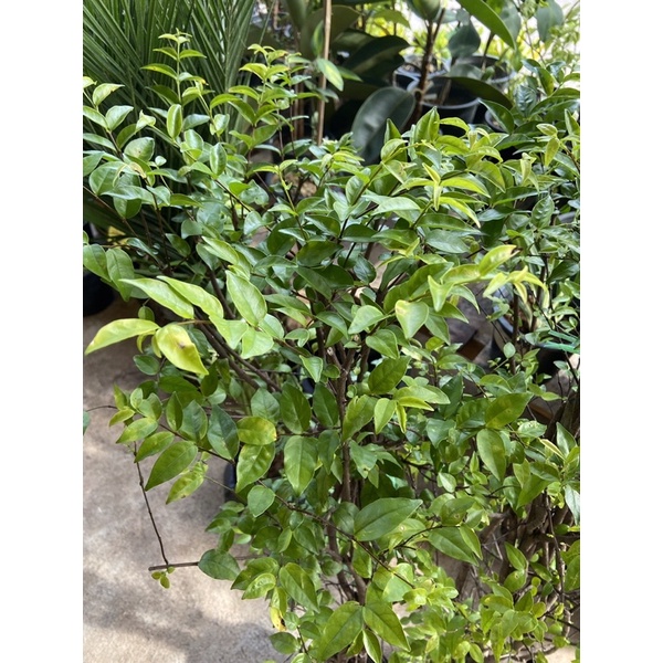 ต้นโมก Water jasmine (โมกพวง)ไม้ยืนต้น ไม้ประดับ กำแพงรั้ว ต้นสูงประมาณ 70-80 cm (ส่งแบบถุงดำ)(1ต้น/แพค)