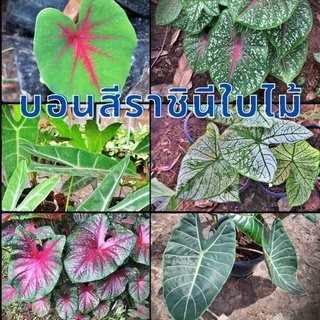 1 หัว เหง้า บอนสีหลากสายพันธุ์ อิเหนา ลูกไม้ป่าก้านดำ  นกกระทา นกศรีอุษา พญาจงอาจ ดำสตูล (ขายเป็นหัวเหง้าสวยๆ)