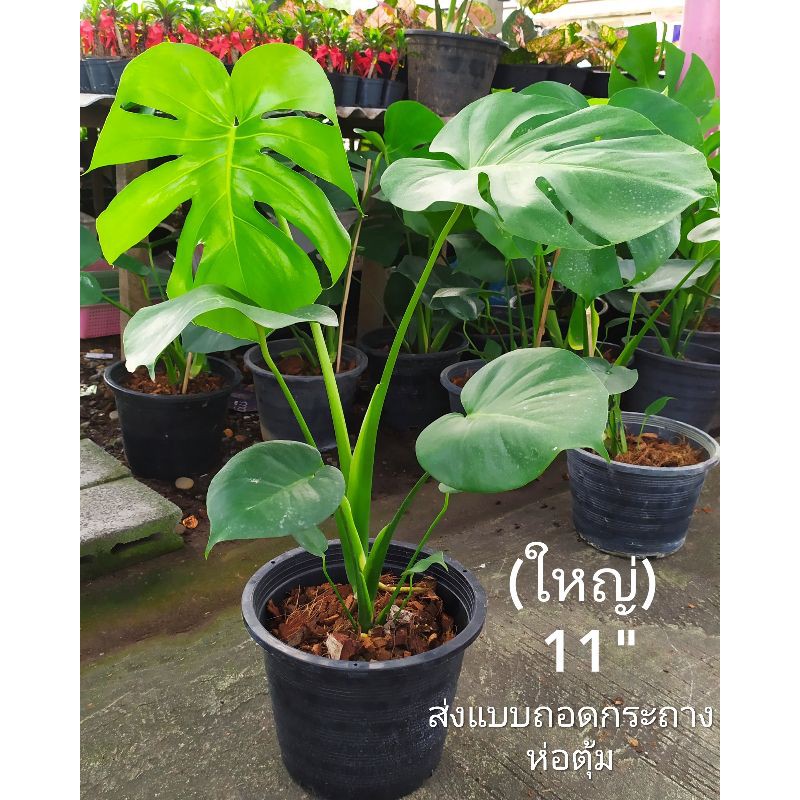 มอนสเตอร่า ไจแอนท์ เพาะเมล็ด รากแน่น ขนาดใหญ้