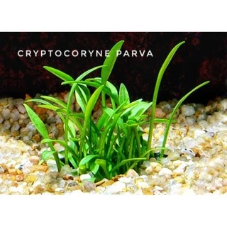 cryptocoryne parva พร้อมปลูก #ไม้น้ำ #ไม้หน้าตู้ #ไม้พื้น โตช้ามาก