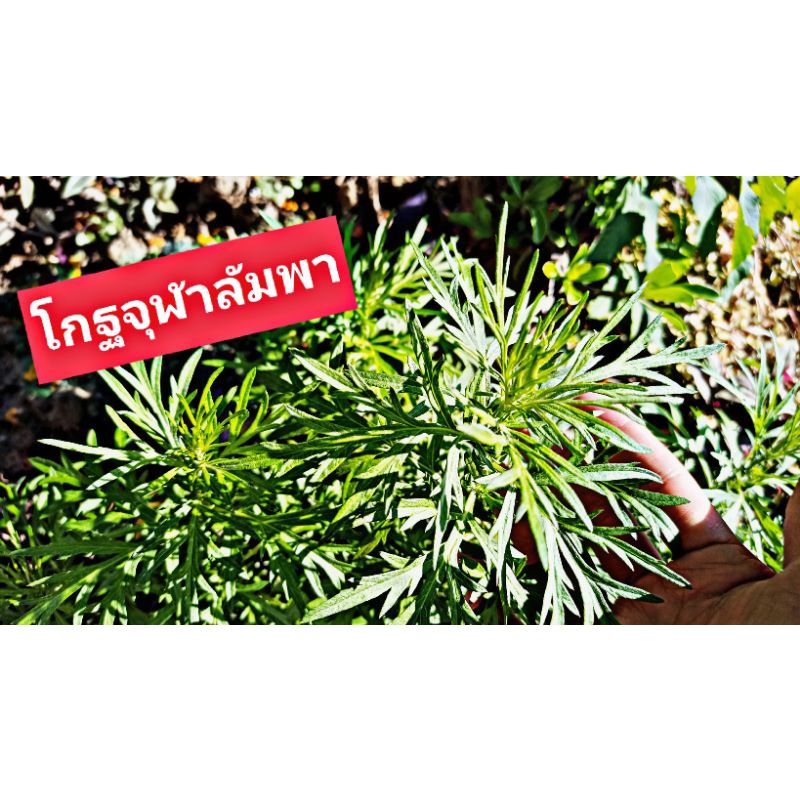 (5ต้นสุดคุ้ม) จุกๆ ไซส์แม่พันธุ์ โกฐจุฬาลัมพาหรือชิงเฮา สมุนไพรอันเลื่องชื่อ(รากแน่นๆ)