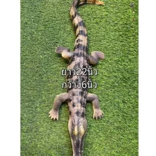 🦎ตุ๊กแกปลอม ขนาดใหญ่เท่าแขน(23นิ้ว)/ตัวเฮ้ยยาว28นิ้ว/ จระเข้22นิ้ว