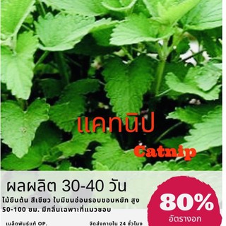 เมล็ดพันธุ์ แคทนิป แคทมินท์ 250 เมล็ด Catnip (ซื้อ 10 แถม 1 คละอย่างได้)