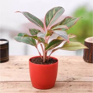 seeds Aglaonema Red Indoor Air Purifier Plants Lipstickเมล็ดพันธc50 เมล็ด (ไม่ใช่พืชที่มีชีวิต)