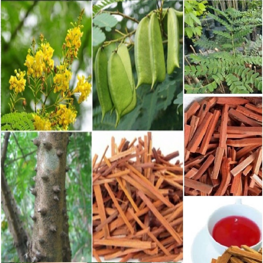 25 เมล็ด ฝางแดง หรือ ฝางเสน หรือ ฝางส้ม Caesalpinia sappan L.